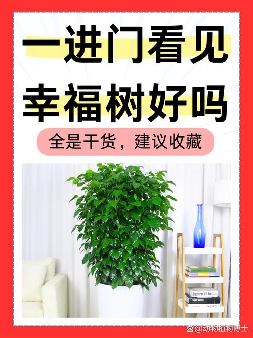 幸福树适合什么时候种？幸福树啥时候种植比较好？-第3张图片-优品飞百科