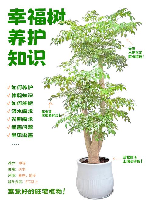 幸福树适合什么时候种？幸福树啥时候种植比较好？-第5张图片-优品飞百科