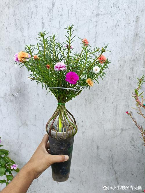 太阳花怎么种，太阳花怎么种好看又简单