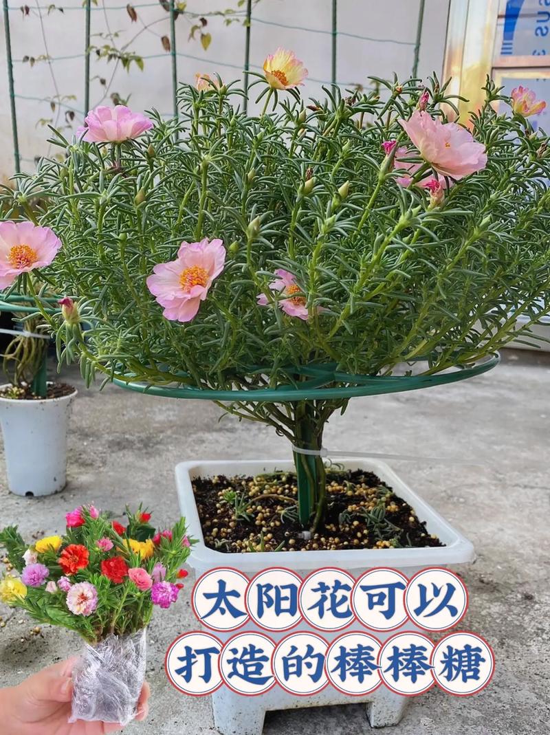 太阳花怎么种，太阳花怎么种好看又简单-第2张图片-优品飞百科