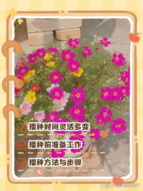 太阳花怎么种，太阳花怎么种好看又简单-第3张图片-优品飞百科