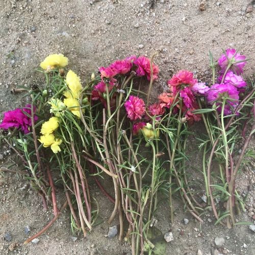 太阳花怎么种，太阳花怎么种好看又简单-第4张图片-优品飞百科