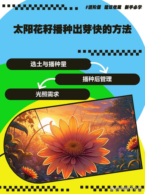 太阳花怎么种，太阳花怎么种好看又简单-第5张图片-优品飞百科