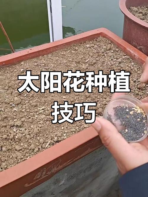 太阳花怎么种，太阳花怎么种好看又简单-第6张图片-优品飞百科
