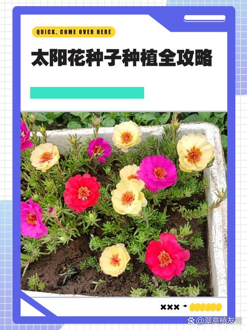 太阳花怎么种，太阳花怎么种好看又简单-第7张图片-优品飞百科