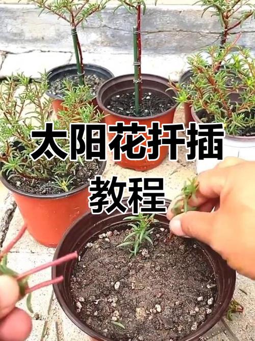 太阳花怎么种，太阳花怎么种好看又简单-第8张图片-优品飞百科