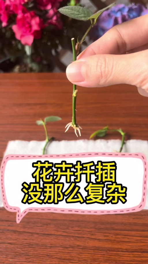 玉兰怎么扦插,玉兰插枝能活吗-第1张图片-优品飞百科 玉兰怎么扦插,玉兰插枝能活吗-第1张图片-优品飞百科