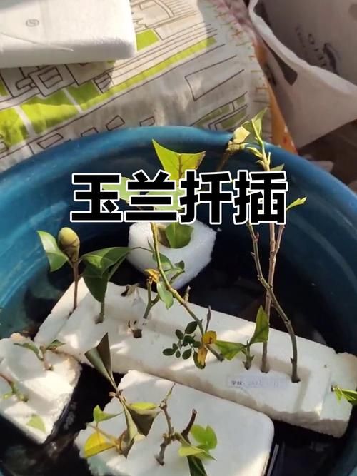 玉兰怎么扦插,玉兰插枝能活吗-第2张图片-优品飞百科 玉兰怎么扦插,玉兰插枝能活吗-第2张图片-优品飞百科