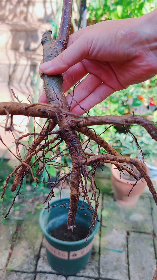 玉兰怎么扦插,玉兰插枝能活吗-第3张图片-优品飞百科 玉兰怎么扦插,玉兰插枝能活吗-第3张图片-优品飞百科