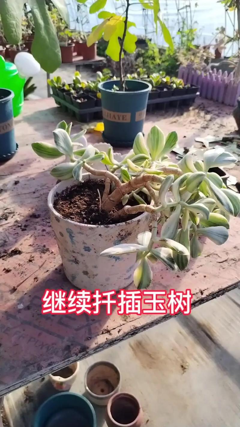 玉兰怎么扦插,玉兰插枝能活吗-第4张图片-优品飞百科 玉兰怎么扦插,玉兰插枝能活吗-第4张图片-优品飞百科