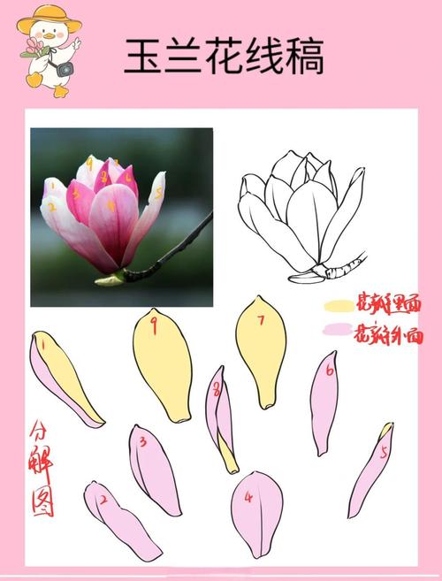 玉兰怎么扦插,玉兰插枝能活吗-第5张图片-优品飞百科 玉兰怎么扦插,玉兰插枝能活吗-第5张图片-优品飞百科