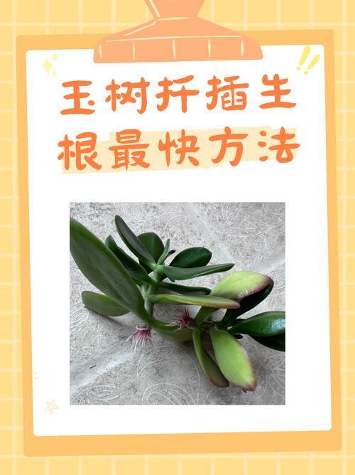 玉兰怎么扦插,玉兰插枝能活吗-第6张图片-优品飞百科 玉兰怎么扦插,玉兰插枝能活吗-第6张图片-优品飞百科