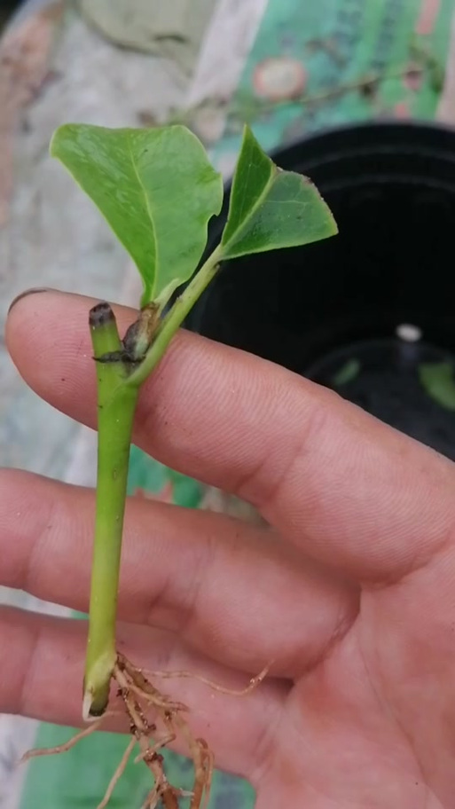 玉兰怎么扦插,玉兰插枝能活吗-第7张图片-优品飞百科 玉兰怎么扦插,玉兰插枝能活吗-第7张图片-优品飞百科