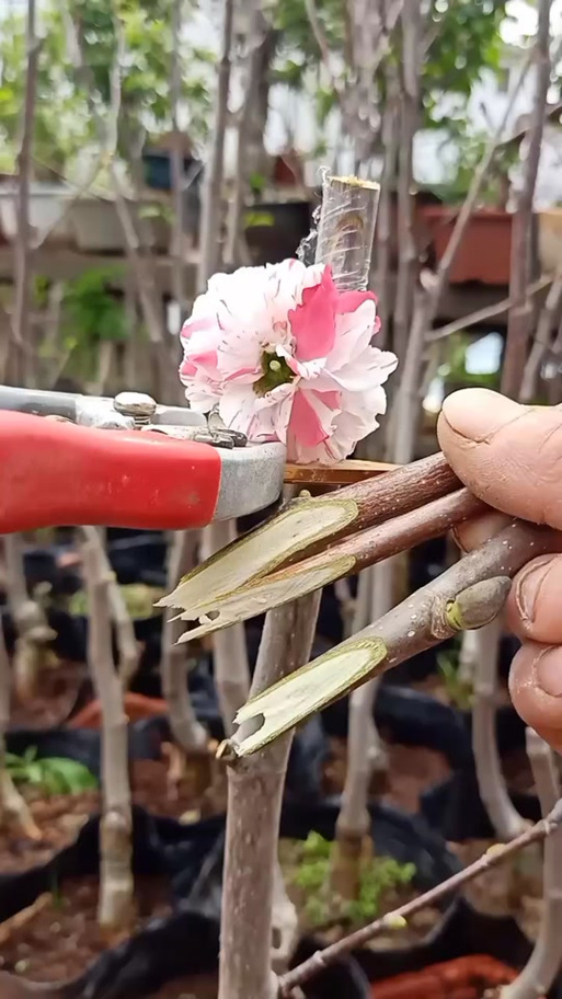 玉兰怎么扦插,玉兰插枝能活吗-第8张图片-优品飞百科 玉兰怎么扦插,玉兰插枝能活吗-第8张图片-优品飞百科