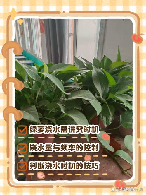 绿萝可以用淘米水浇吗，绿萝用淘米水浇好不好