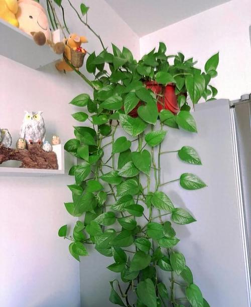 绿萝可以用淘米水浇吗，绿萝用淘米水浇好不好-第2张图片-优品飞百科