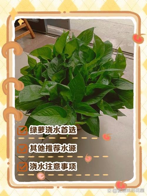 绿萝可以用淘米水浇吗，绿萝用淘米水浇好不好-第3张图片-优品飞百科
