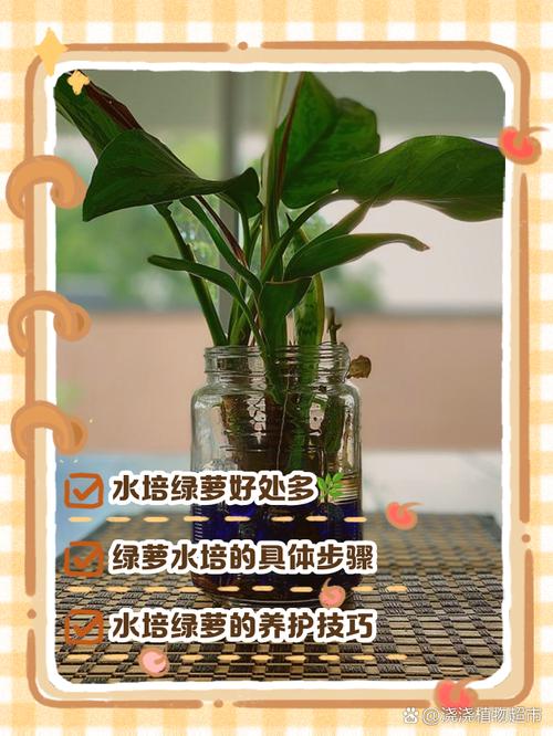 绿萝可以用淘米水浇吗，绿萝用淘米水浇好不好-第5张图片-优品飞百科