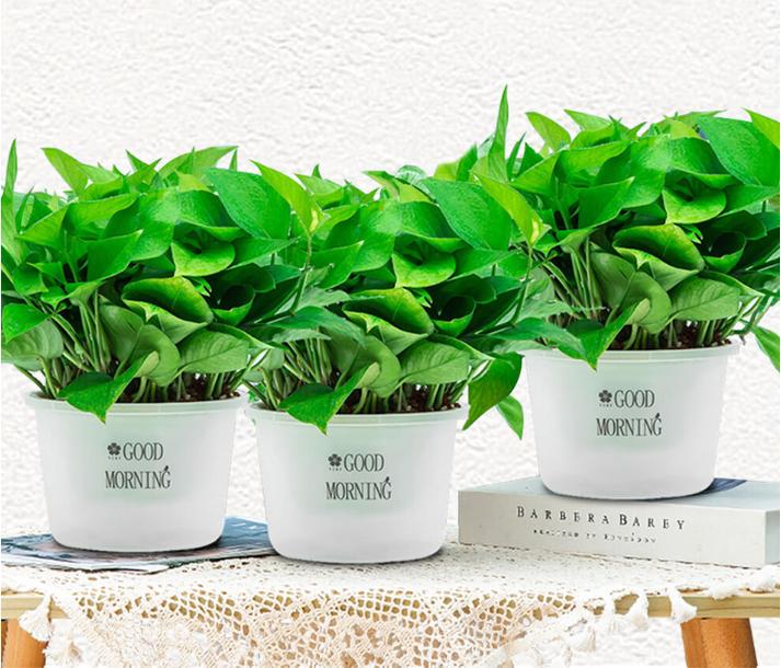 绿萝可以用淘米水浇吗，绿萝用淘米水浇好不好-第6张图片-优品飞百科