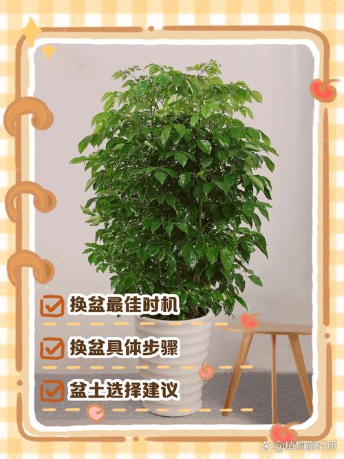 幸福树截杆后怎样催芽？幸福树主干几月锯断比较好？