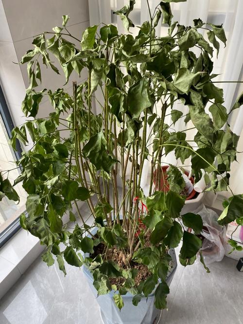 幸福树截杆后怎样催芽？幸福树主干几月锯断比较好？-第2张图片-优品飞百科