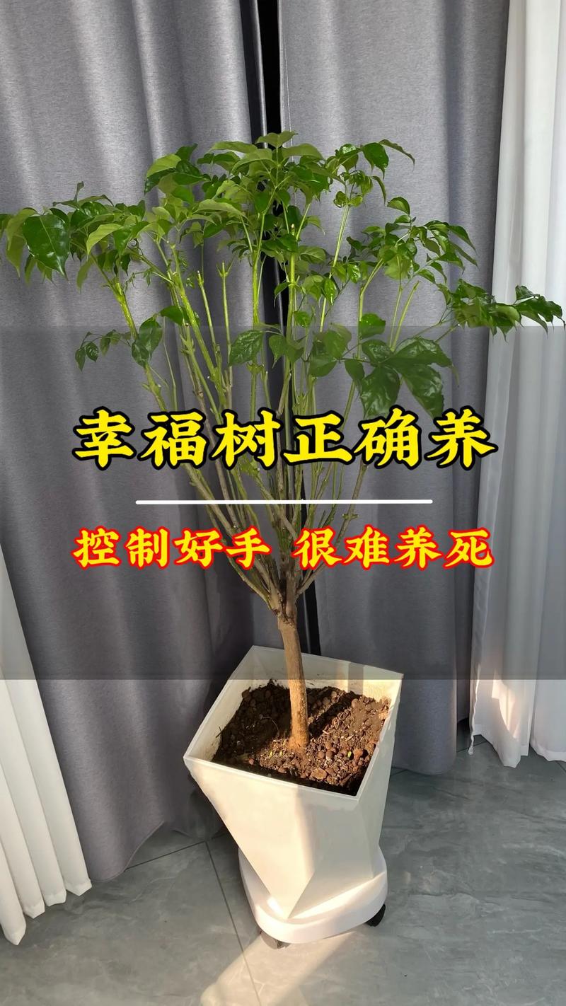 幸福树截杆后怎样催芽？幸福树主干几月锯断比较好？-第3张图片-优品飞百科