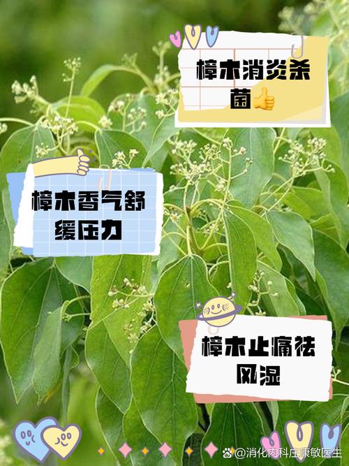 幸福树截杆后怎样催芽？幸福树主干几月锯断比较好？-第4张图片-优品飞百科