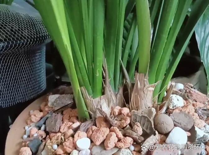 兰花3年不开花，兰花3年不开花怎么办