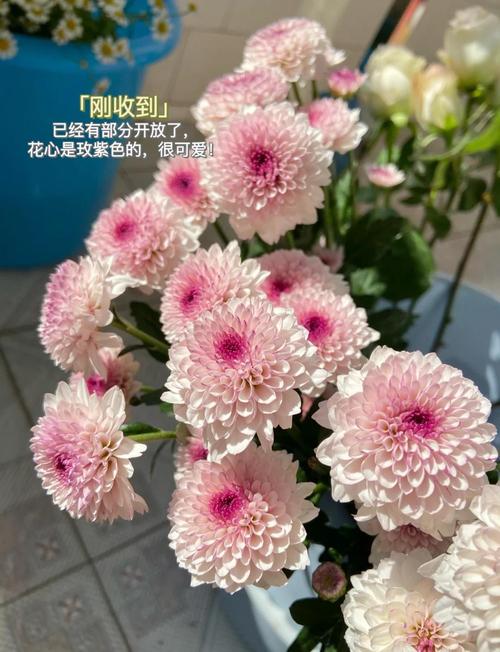 乒乓菊怎么挪盆，乒乓菊盆栽怎么养？