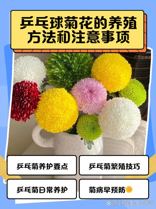 乒乓菊怎么挪盆,乒乓菊盆栽怎么养?-第3张图片-优品飞百科 乒乓菊怎么挪盆,乒乓菊盆栽怎么养?-第3张图片-优品飞百科