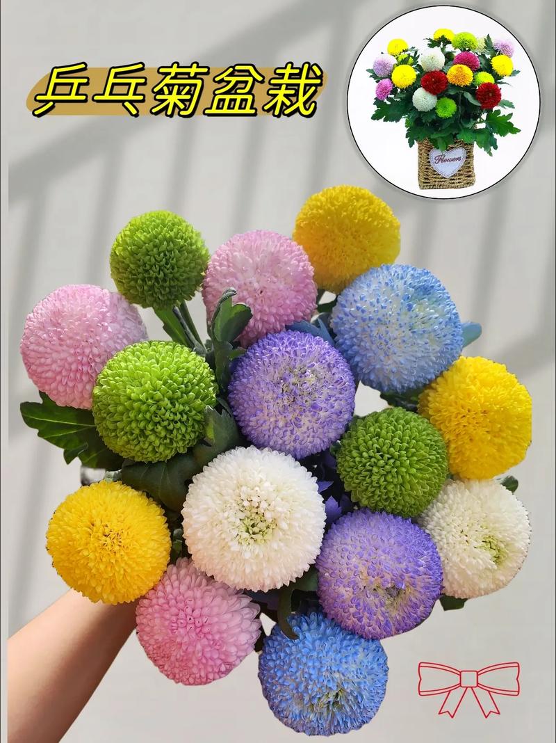 乒乓菊怎么挪盆,乒乓菊盆栽怎么养?-第4张图片-优品飞百科 乒乓菊怎么挪盆,乒乓菊盆栽怎么养?-第4张图片-优品飞百科