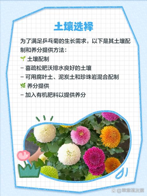 乒乓菊怎么挪盆,乒乓菊盆栽怎么养?-第5张图片-优品飞百科 乒乓菊怎么挪盆,乒乓菊盆栽怎么养?-第5张图片-优品飞百科