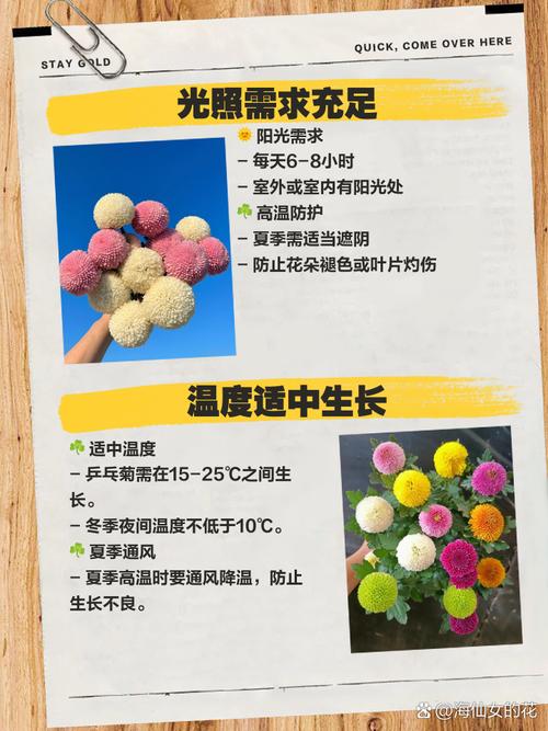 乒乓菊怎么挪盆,乒乓菊盆栽怎么养?-第6张图片-优品飞百科 乒乓菊怎么挪盆,乒乓菊盆栽怎么养?-第6张图片-优品飞百科