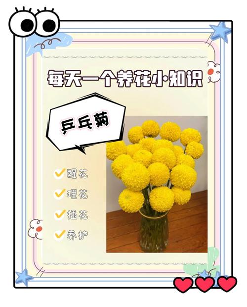 乒乓菊怎么挪盆,乒乓菊盆栽怎么养?-第7张图片-优品飞百科 乒乓菊怎么挪盆,乒乓菊盆栽怎么养?-第7张图片-优品飞百科