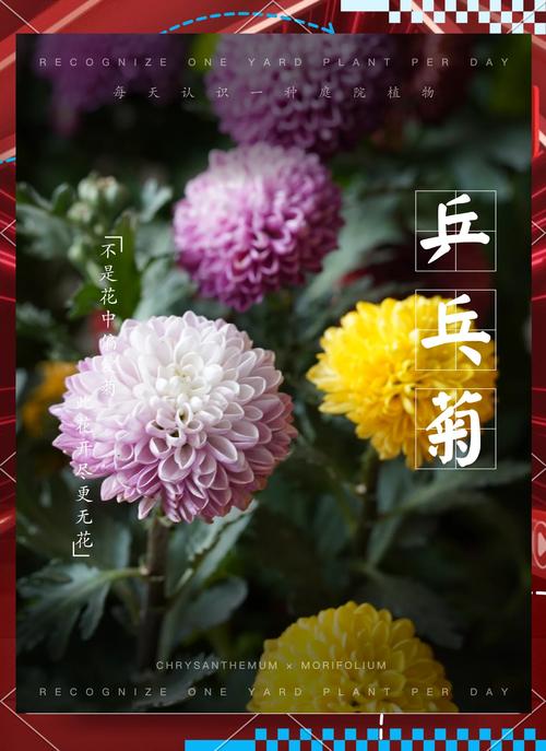 乒乓菊怎么挪盆,乒乓菊盆栽怎么养?-第8张图片-优品飞百科 乒乓菊怎么挪盆,乒乓菊盆栽怎么养?-第8张图片-优品飞百科