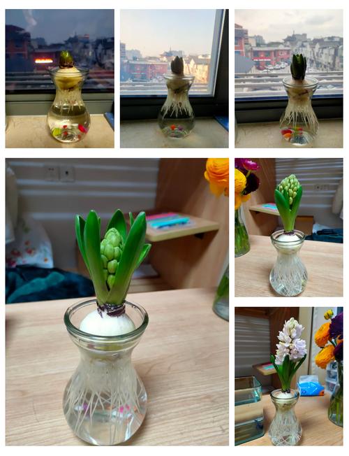 风信子塑料瓶怎么做，自制风信子塑料瓶