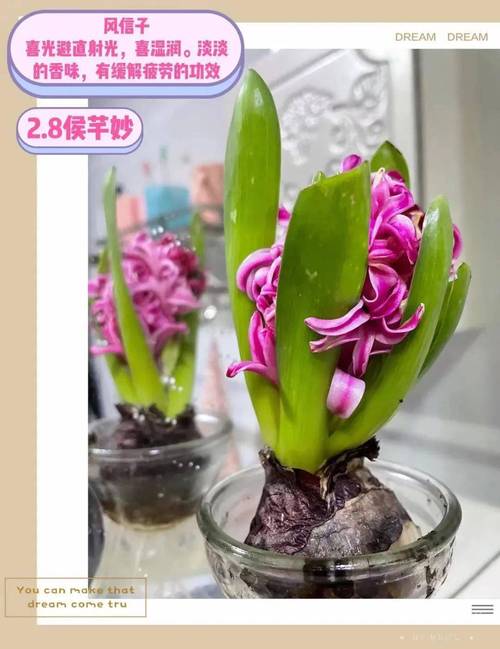 风信子塑料瓶怎么做,自制风信子塑料瓶-第4张图片-优品飞百科 风信子塑料瓶怎么做,自制风信子塑料瓶-第4张图片-优品飞百科