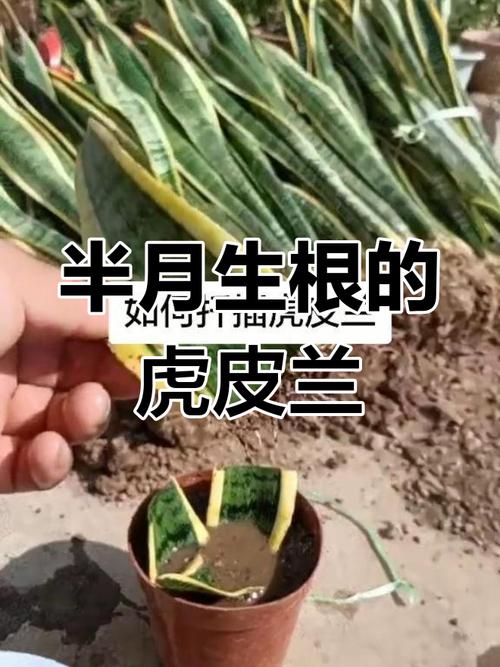 扦插虎皮兰快速生根法,扦插虎皮兰的方法-第1张图片-优品飞百科 扦插虎皮兰快速生根法,扦插虎皮兰的方法-第1张图片-优品飞百科