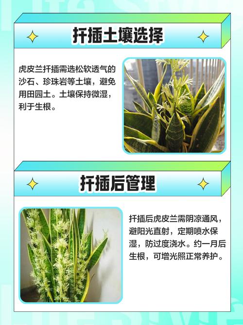 扦插虎皮兰快速生根法,扦插虎皮兰的方法-第2张图片-优品飞百科 扦插虎皮兰快速生根法,扦插虎皮兰的方法-第2张图片-优品飞百科