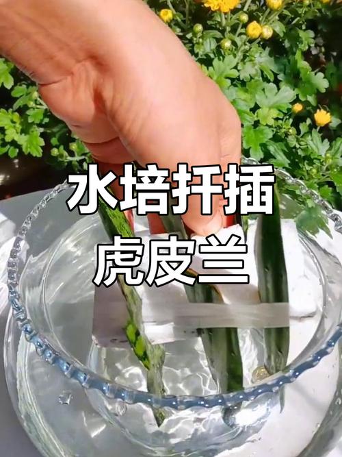 扦插虎皮兰快速生根法,扦插虎皮兰的方法-第4张图片-优品飞百科 扦插虎皮兰快速生根法,扦插虎皮兰的方法-第4张图片-优品飞百科