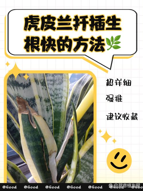 扦插虎皮兰快速生根法,扦插虎皮兰的方法-第6张图片-优品飞百科 扦插虎皮兰快速生根法,扦插虎皮兰的方法-第6张图片-优品飞百科