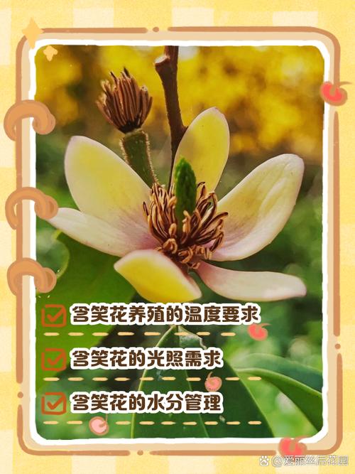 含笑花开花前怎么养护，含笑花开花前花苞什么样