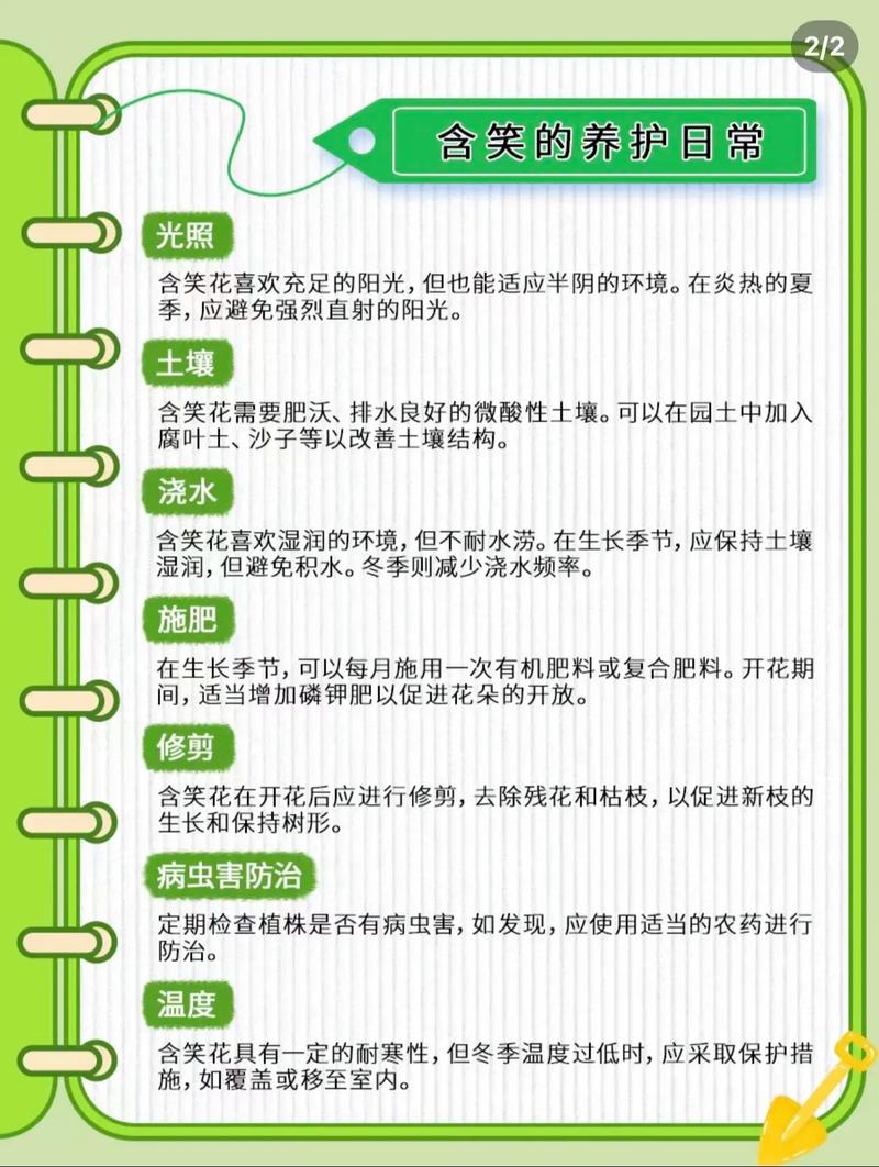 含笑花开花前怎么养护，含笑花开花前花苞什么样-第2张图片-优品飞百科