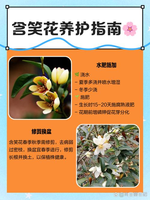 含笑花开花前怎么养护，含笑花开花前花苞什么样-第3张图片-优品飞百科