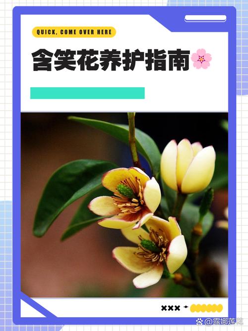 含笑花开花前怎么养护，含笑花开花前花苞什么样-第4张图片-优品飞百科