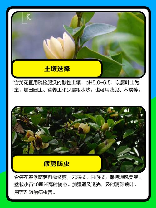 含笑花开花前怎么养护，含笑花开花前花苞什么样-第5张图片-优品飞百科