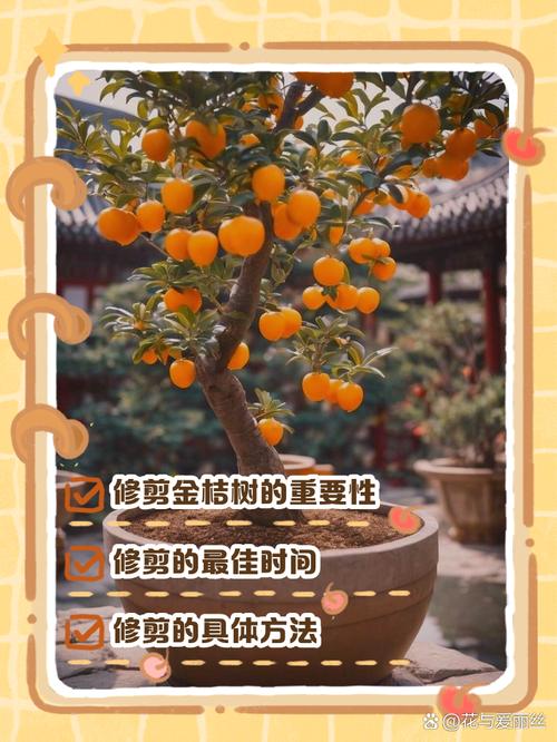 盆栽桔子什么时候剪枝,盆栽桔子什么时候剪枝比较好-第3张图片-优品飞百科 盆栽桔子什么时候剪枝,盆栽桔子什么时候剪枝比较好-第3张图片-优品飞百科