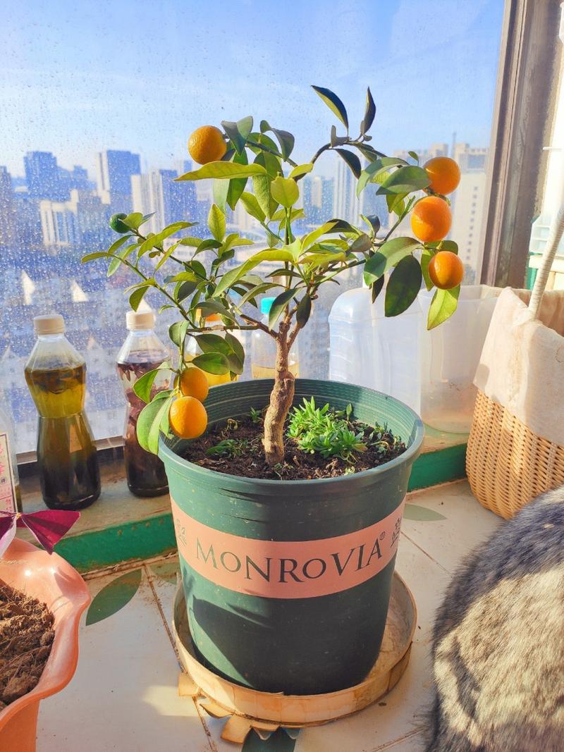 盆栽桔子什么时候剪枝,盆栽桔子什么时候剪枝比较好-第2张图片-优品飞百科 盆栽桔子什么时候剪枝,盆栽桔子什么时候剪枝比较好-第2张图片-优品飞百科