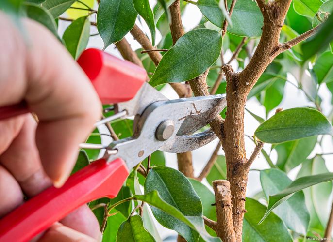 盆栽桔子什么时候剪枝,盆栽桔子什么时候剪枝比较好-第6张图片-优品飞百科 盆栽桔子什么时候剪枝,盆栽桔子什么时候剪枝比较好-第6张图片-优品飞百科