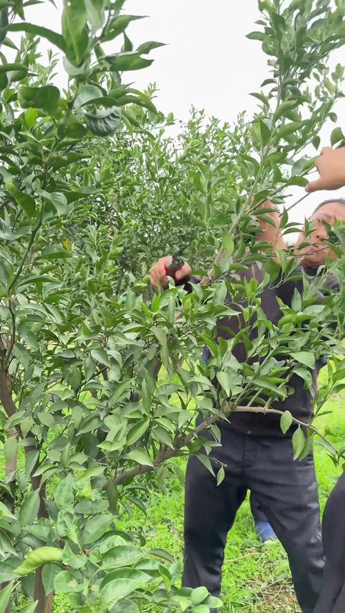 盆栽桔子什么时候剪枝,盆栽桔子什么时候剪枝比较好-第7张图片-优品飞百科 盆栽桔子什么时候剪枝,盆栽桔子什么时候剪枝比较好-第7张图片-优品飞百科